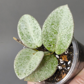 Hoya carnosa Nova Ghost