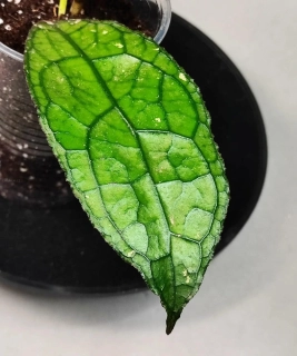 Hoya clemensiorum sumatra