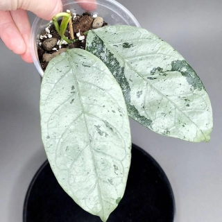 Hoya Coriacea Silver