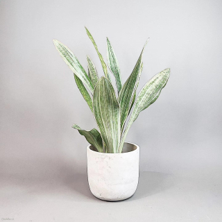 Sansevieria aubrytniana Silver Metallica