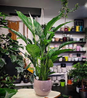 Spathiphyllum Sebastiano XXL