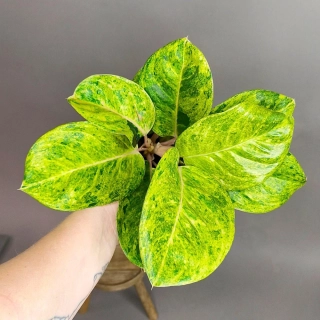 Aglaonema commutatum Apple fantasy