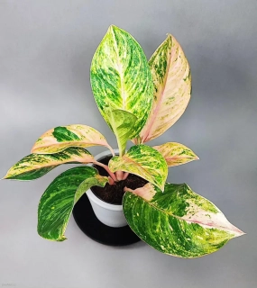 Aglaonema Moro Ninja