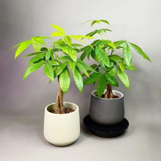 Pachira aquatica