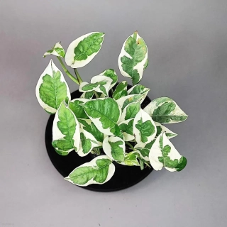Epipremnum aureum  N Joy