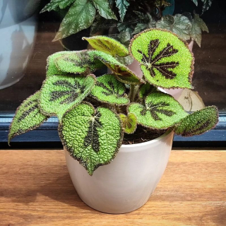 Begonia Masoniana Mountain