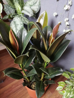 Ficus elastica Melany