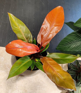 Philodendron Prince of Orange