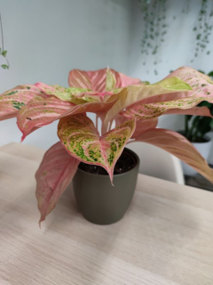 Aglaonema Chinese Evergreen Bidadari