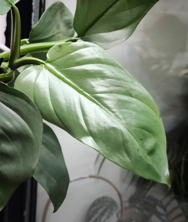 Philodendron Hastatum Grey Silver Sword. Stříbrný meč