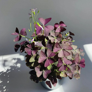 Oxalis purpurata.