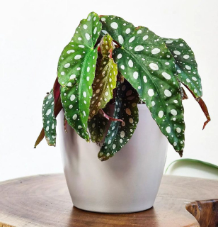 Begonia Maculata
