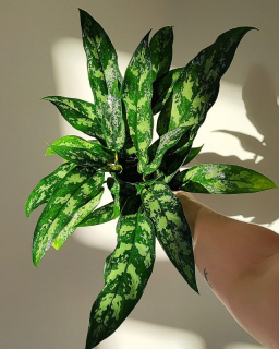 Aglaonema commutatum Maria