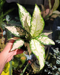 Aglaonema commutatum KIiwi