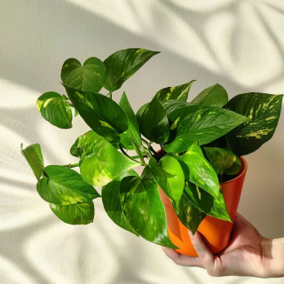 Epipremnum Pinnatum Aureum