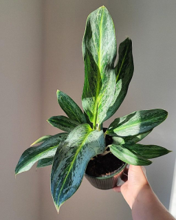Aglaonema commutatum Golden Dragon