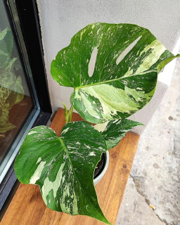 Monstera deliciosa Albo variegata