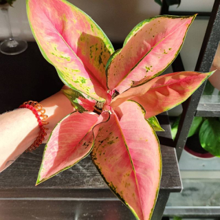 Aglaonema Pink Lady Valentine