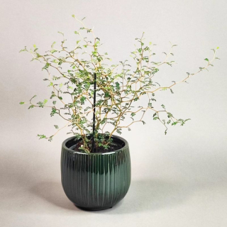 Sophora Little Baby