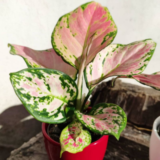 Aglaonema commutatum Wishes