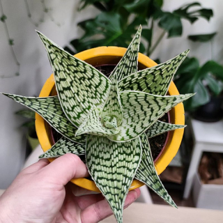 Aloe Rauhii Demi
