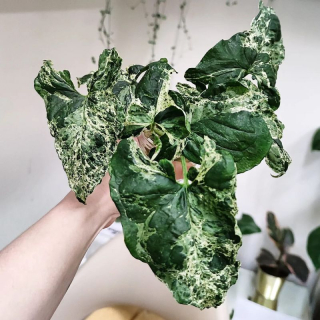 Syngonium Mottled. Syngonium Mojito řízek