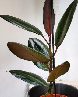 Ficus elastika Abidjan