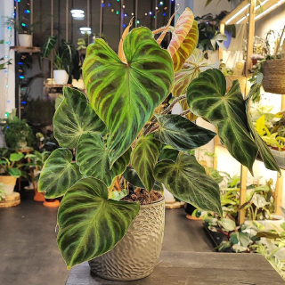Philodendron verrucosum incensi
