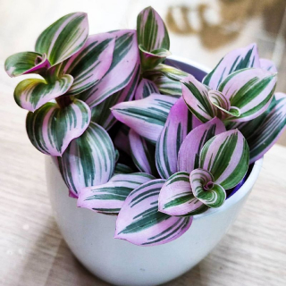 Tradescantia Nanouk  baby