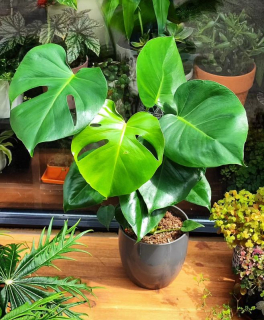 Monstera deliciosa