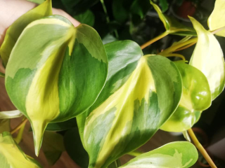 Philodendron scandens Brasil