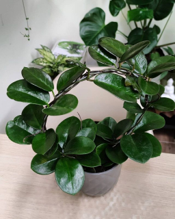 Hoya Australis Rubicola