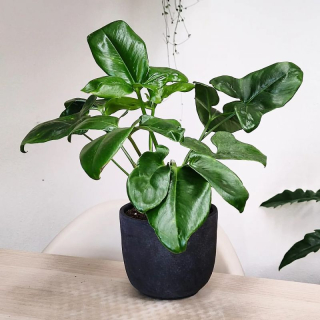 Philodendron Fun Bun