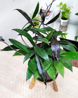 Hoya pubicalyx 'Royal Hawaian Purple' leaves