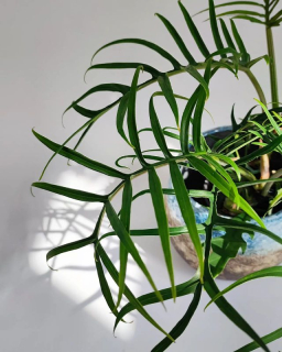Philodendron Polypodioides Tortum