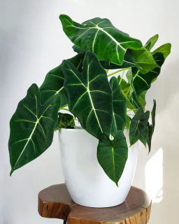 Alocasia micholitziana Frydek XXL