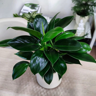 Philodendron Green Princess