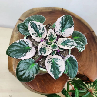 Saintpaulia Variegata. Panašovaná africká fialka