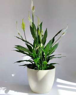 Spathiphyllum Cupido