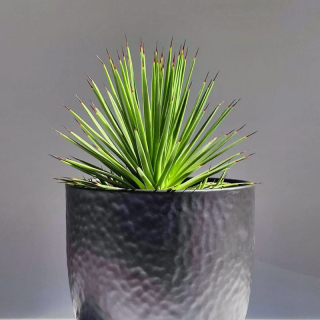 Agave Stricta nana