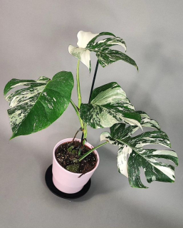 Monstera Deliciosa Albo Variegata