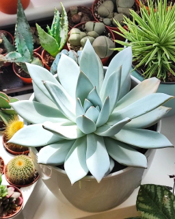 Echeveria Mexican Giant