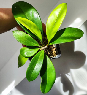 Hoya Monetteae