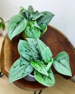 Scindapsus pictus Silvery Anne