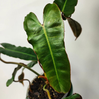 Philodendron Billietiae