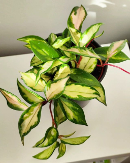 Hoya carnosa tricolor