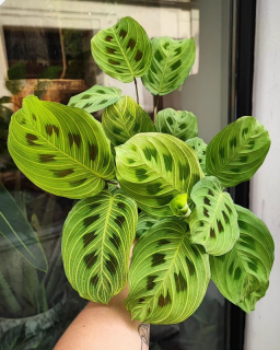 Maranta Light veins