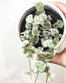 Ceropegia woodii Variegata