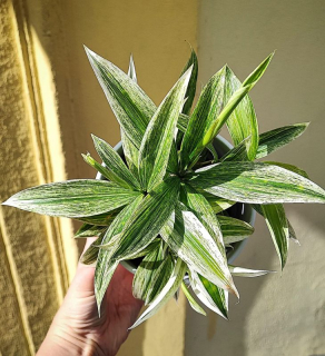 Dracaena Surculosa White