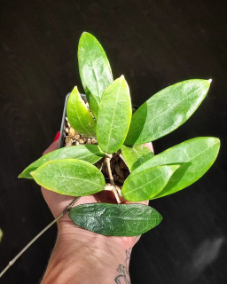 Hoya verticillata North Bali